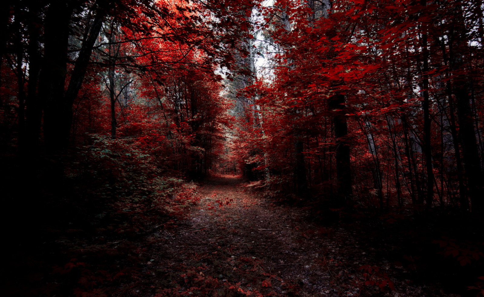 가을, 숲, 자연