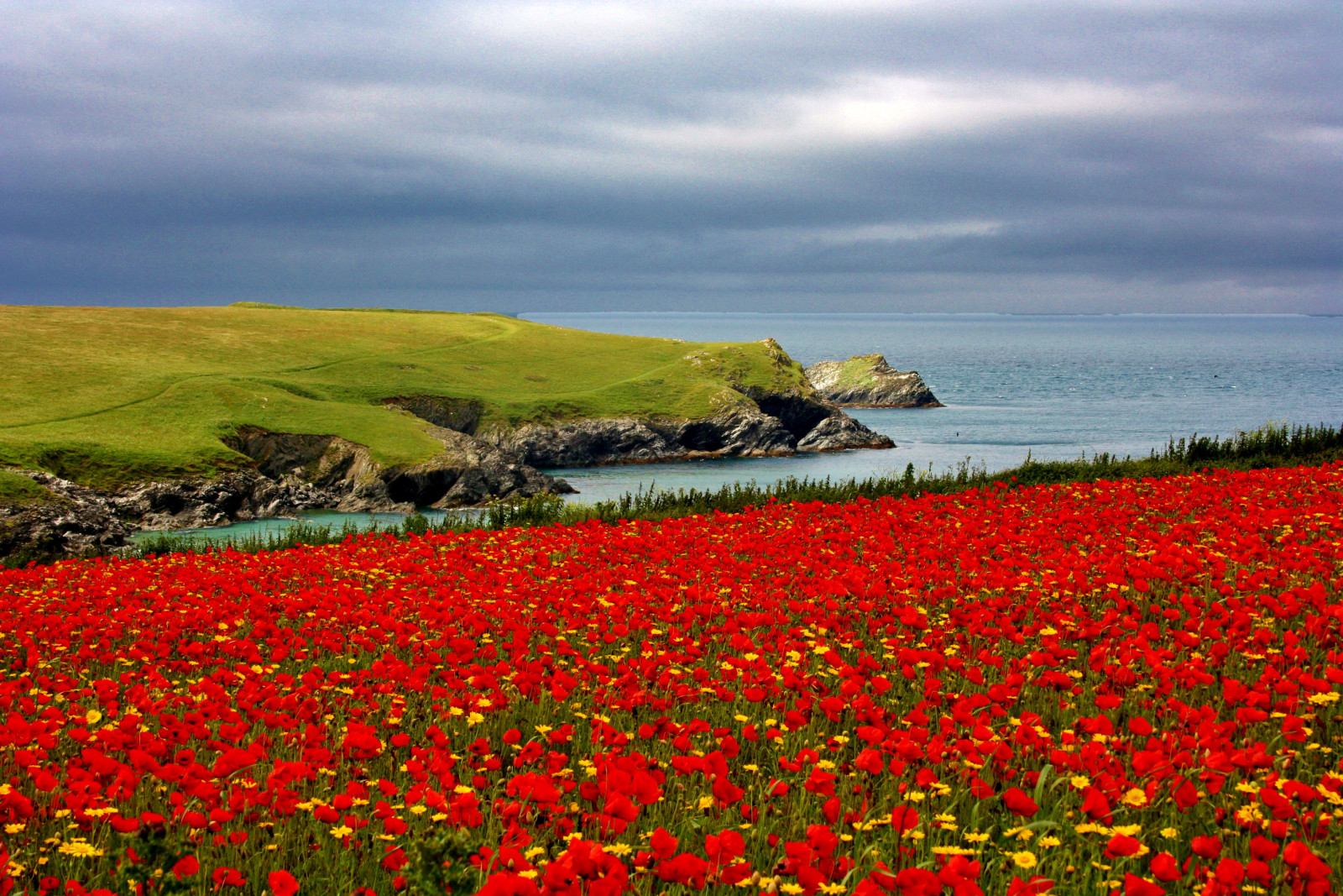 màu đỏ, đá, biển, cánh đồng, những bông hoa, bờ biển, Maki, Hoa cúc