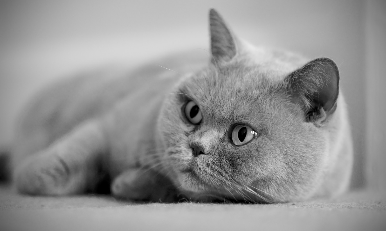kucing, Abu-abu, mata, Inggris