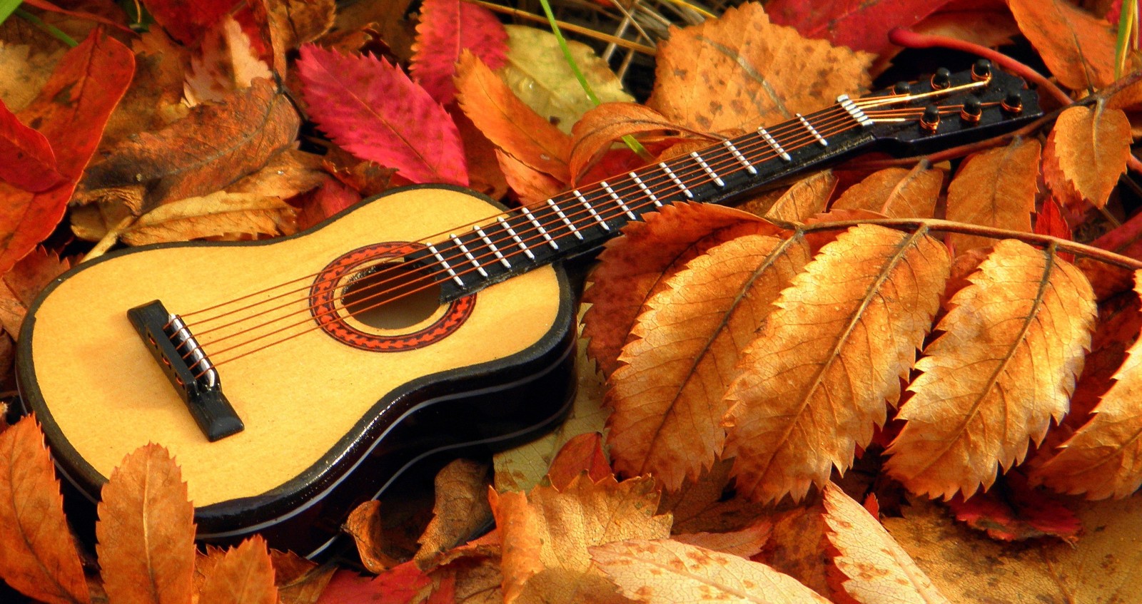 树叶, 音乐, 吉他
