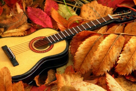 ギター, 葉, 音楽