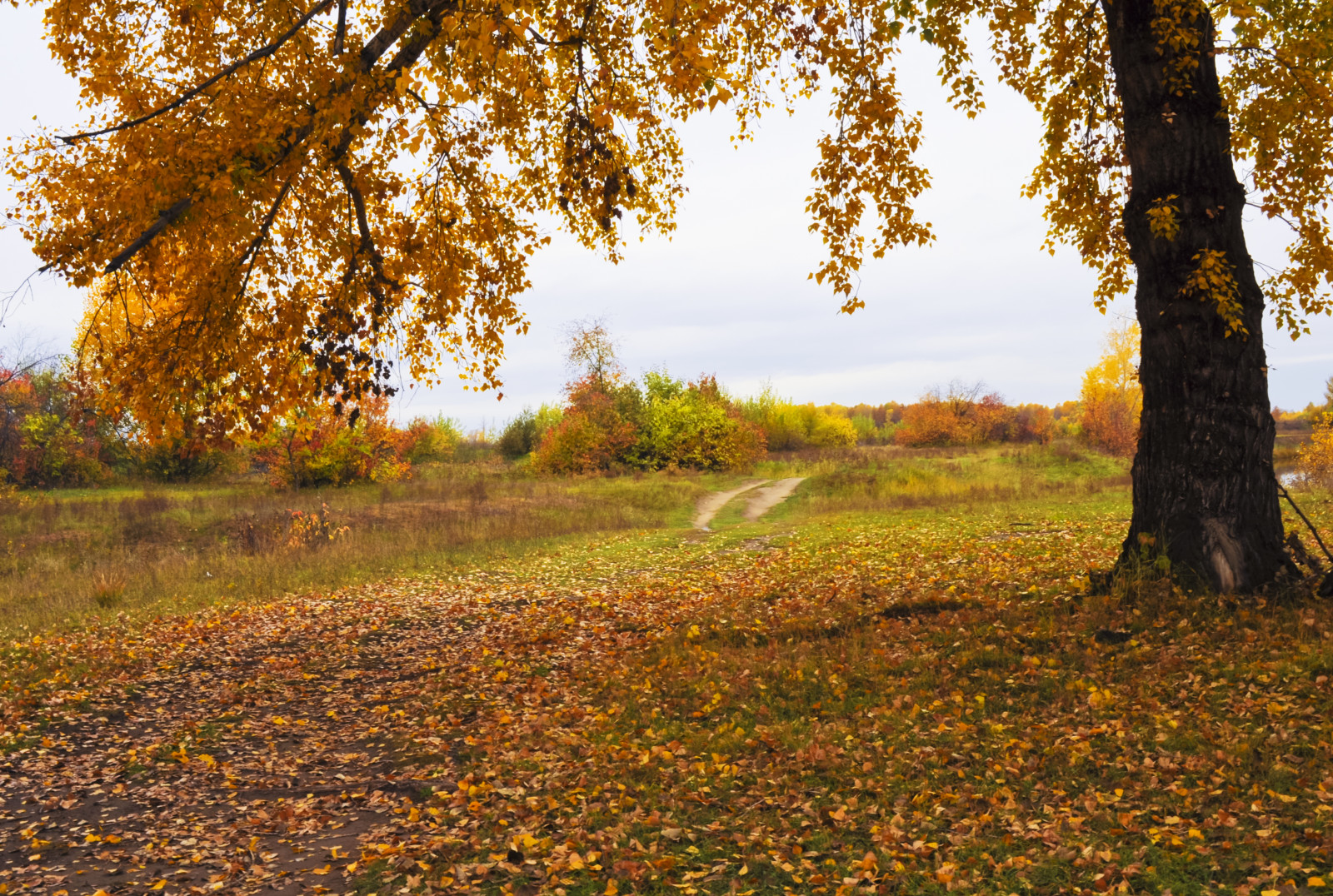 树, 秋季, 自然, 叶子, 树叶, 跟踪, 路径, 秋季