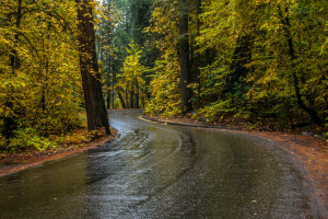 가을, CA, 숲, 도로, 나무, 미국, 요세미티