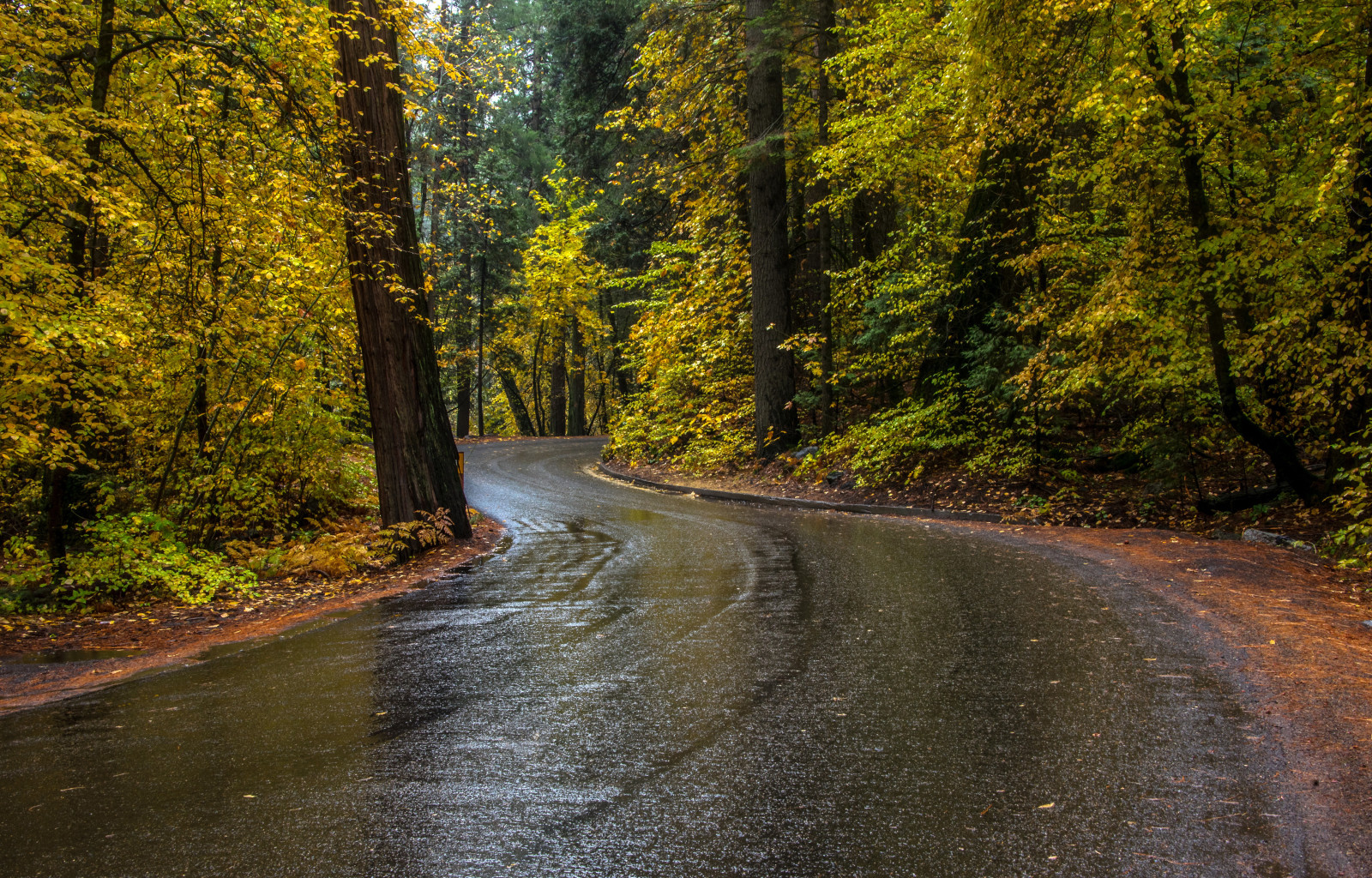 musim gugur, hutan, jalan, pohon, Amerika Serikat, CA, Yosemite