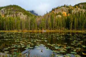 숲, 호수, 산, 님프 레이크, 바위, 로키 산 국립 공원, 미국