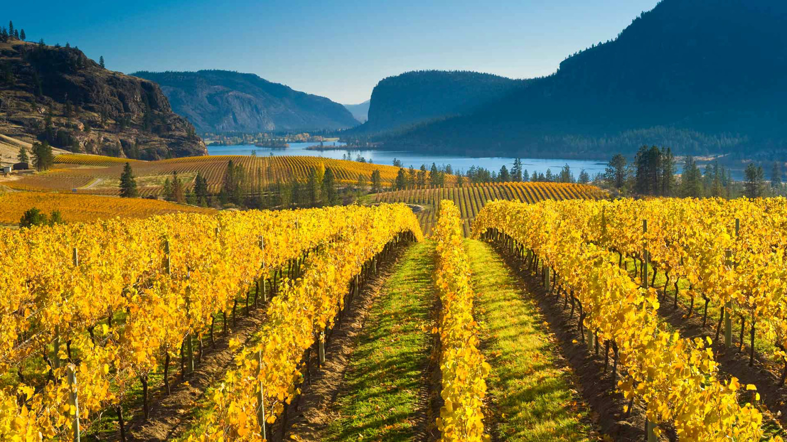 musim gugur, alam, Kanada, gunung, kebun anggur, Columbia Inggris