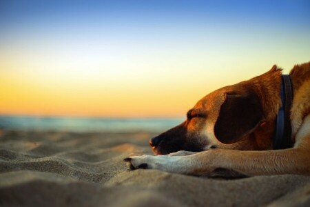 ビーチ, 犬, 夢, 夕暮れ, 砂, 海, シーサイド, 寝る