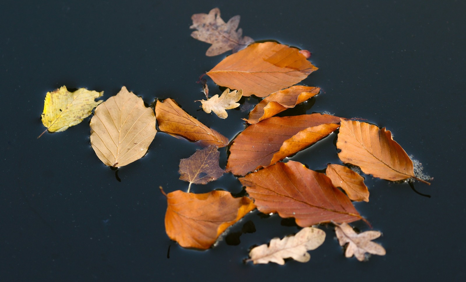 musim gugur, Daun-daun, air