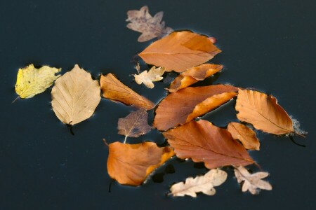 秋, 葉, 水