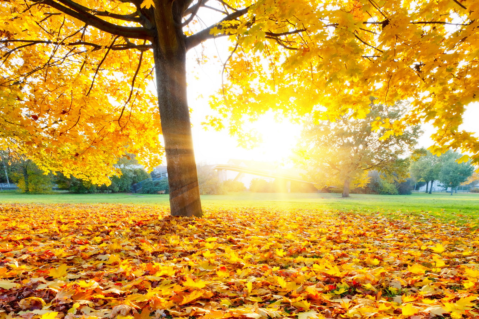 나무, 가을, 공원, 이파리, 단풍, 가을