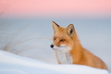 狐, 赤, 冬