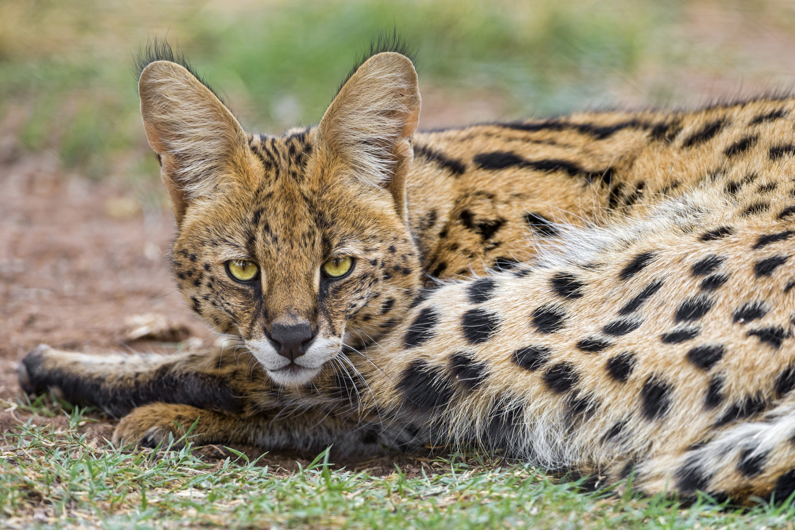 Lihat, wajah, kucing, Serval, © Tambako The Jaguar