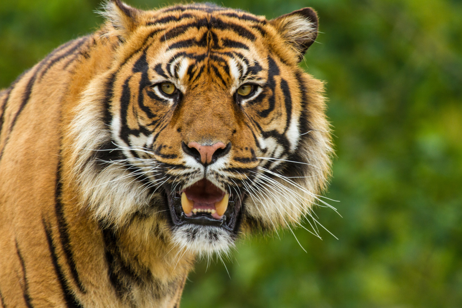 nhìn, khuôn mặt, con mèo, con hổ, Sumatra