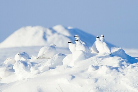 北極, 鳥, ヤマウズラ, 雪, ロックターミガン, 冬