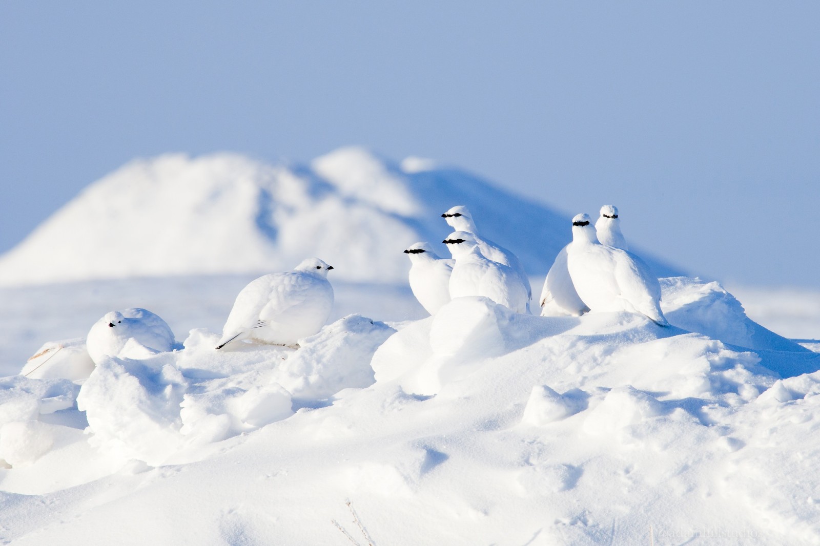 หิมะ, ฤดูหนาว, นก, อาร์คติก, นกกระทา, ptarmigan หิน
