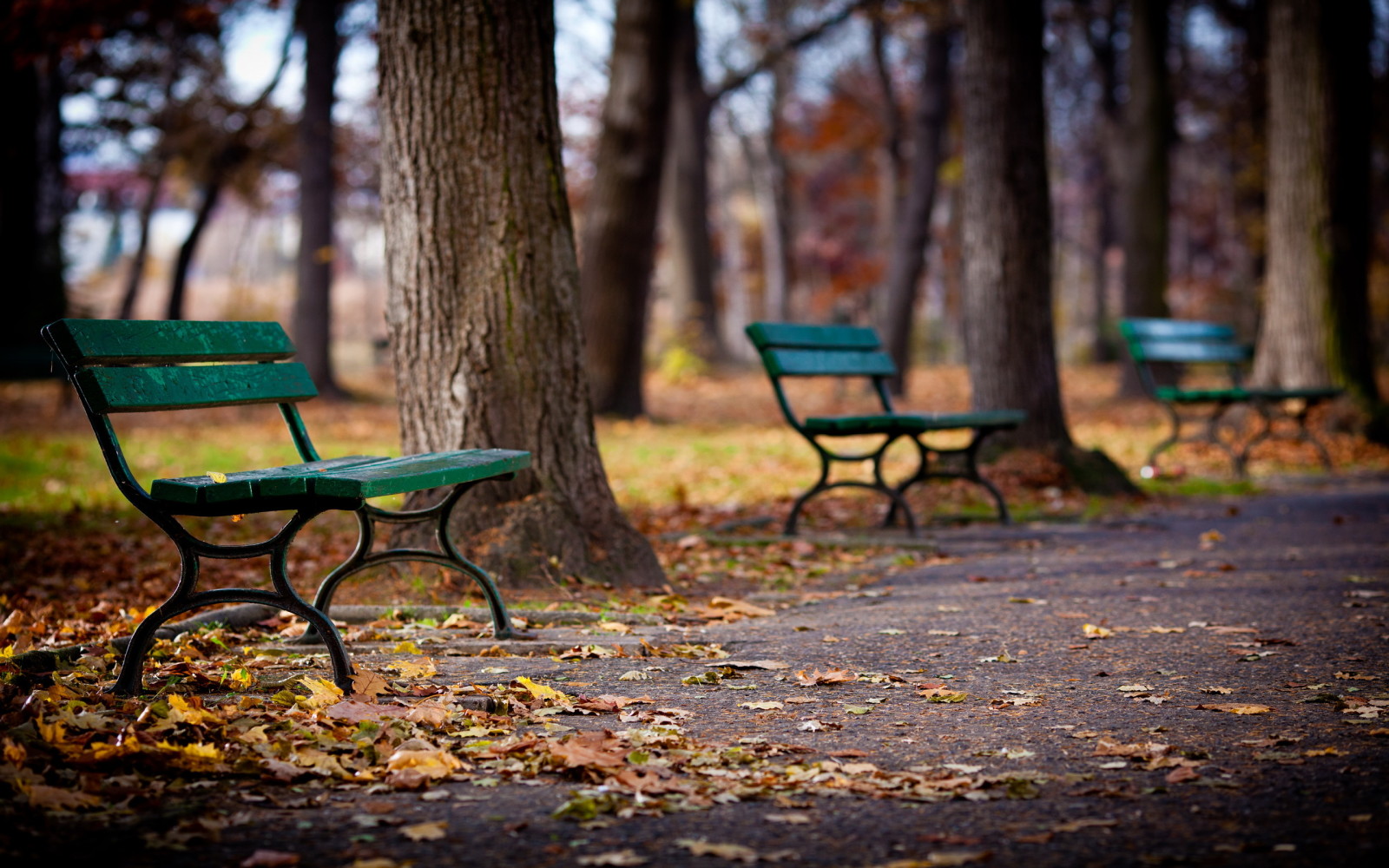 秋季, 公园, 树木, 树叶, 胡同, 板凳