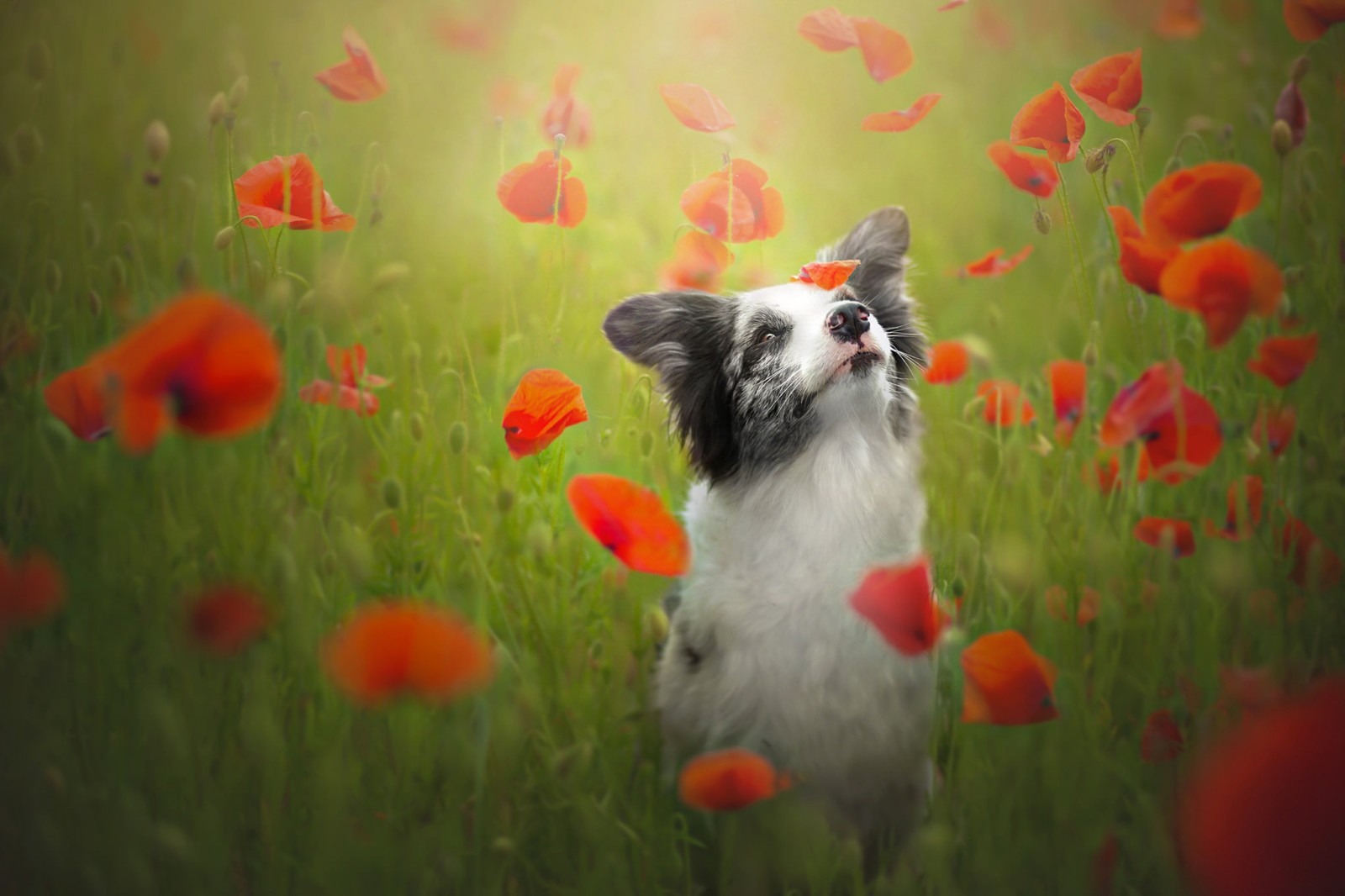 suasana hati, anjing, collie perbatasan, bunga-bunga, padang rumput, Maki