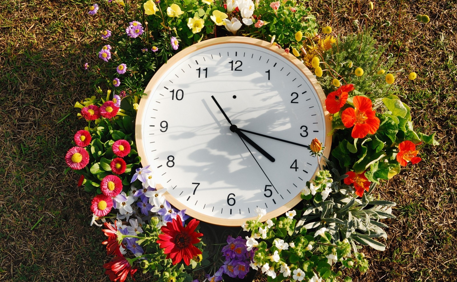 잔디, 꽃들, 손목 시계, 화살, 다이얼