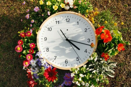 화살, 다이얼, 꽃들, 잔디, 손목 시계