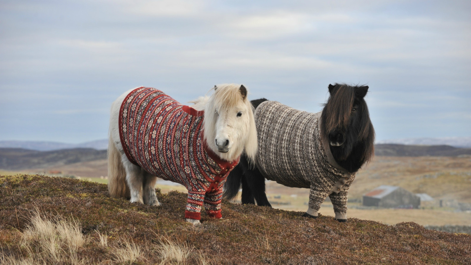 musim gugur, kuda, gunung, pasangan, dua, bukit, sweater, kuda poni