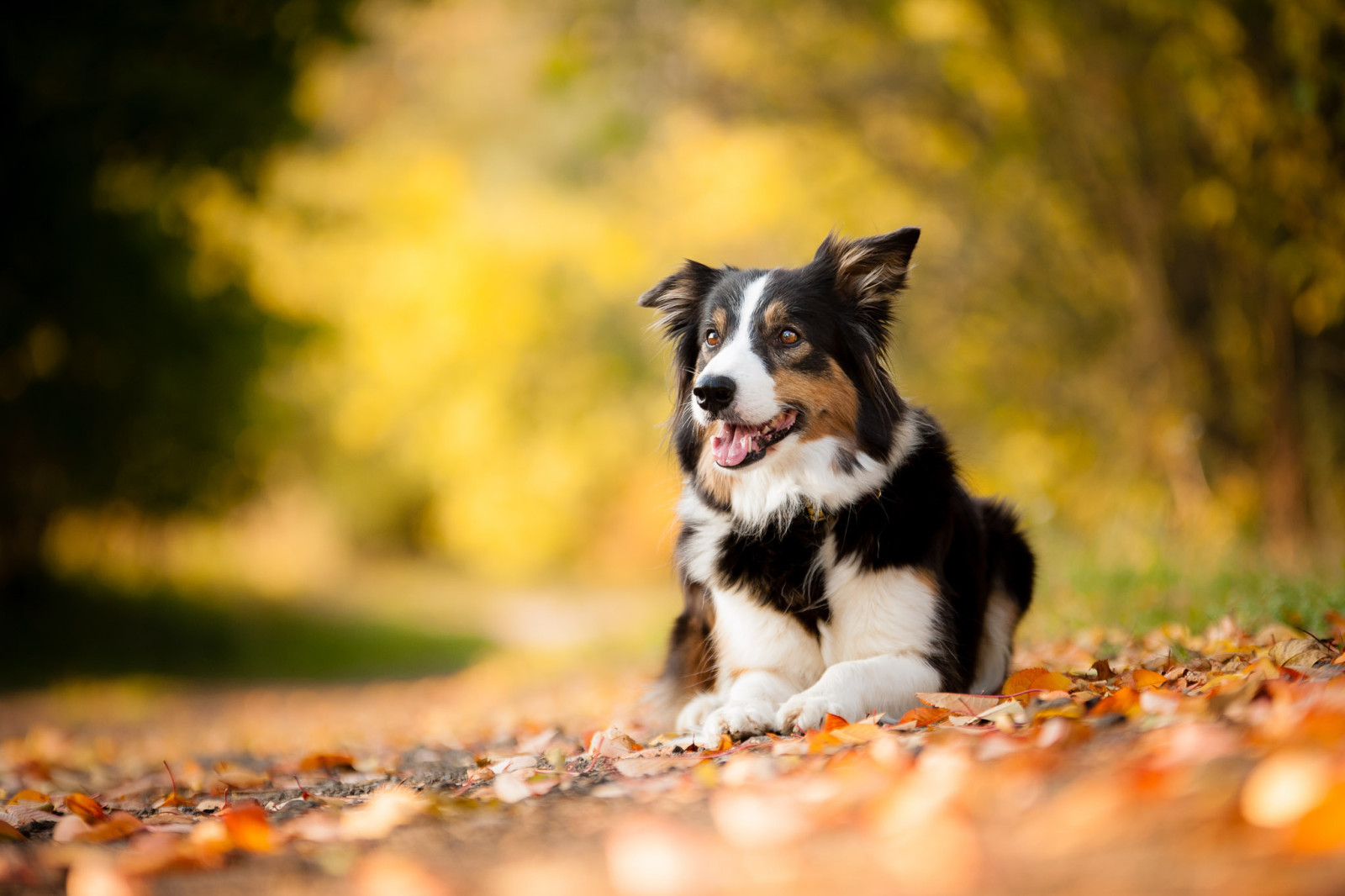 秋季, 狗, 树叶, 宠物, 每