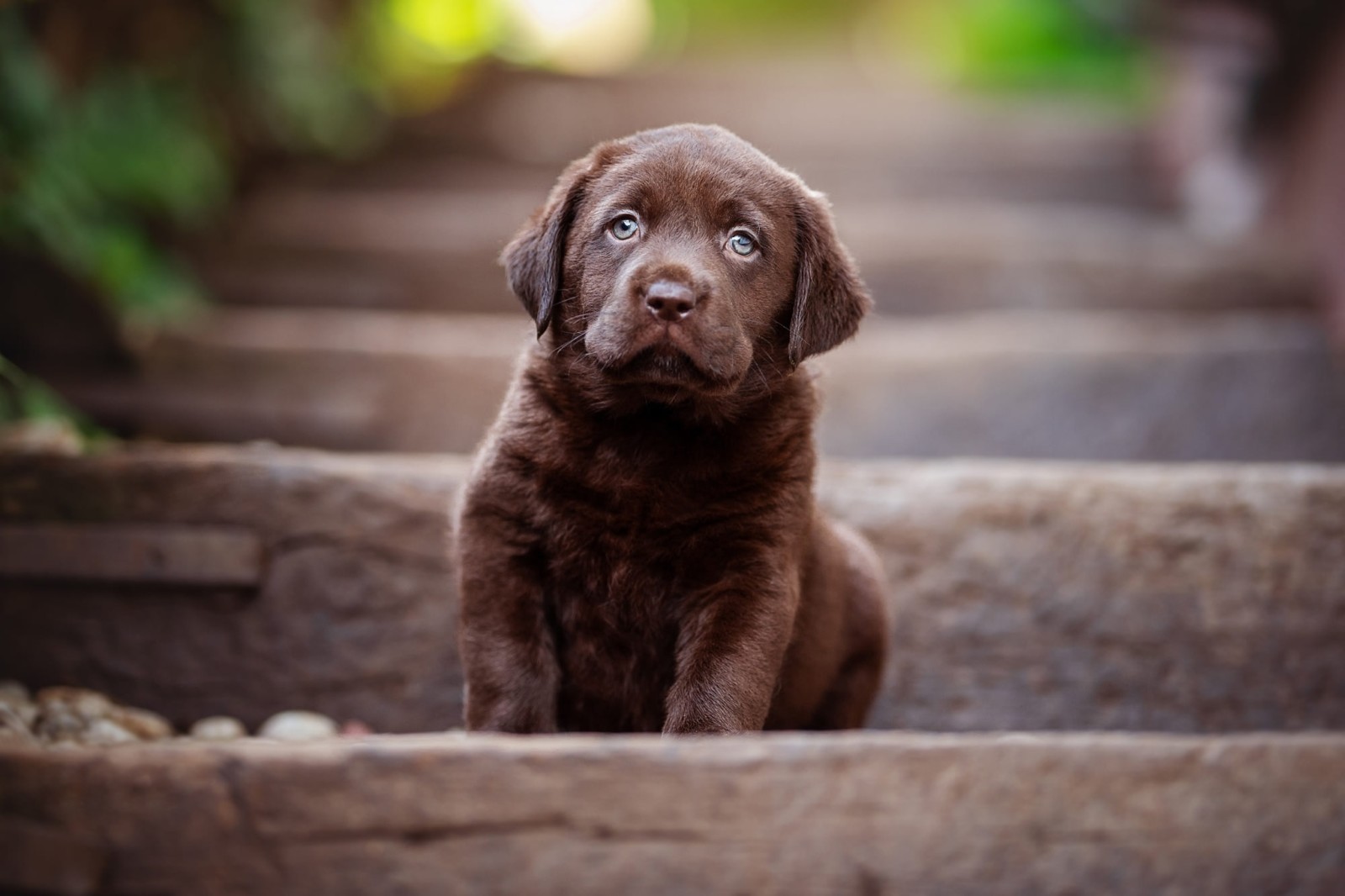 anjing, bayi, anak anjing, duduk, cokelat, cokelat, tangga, Retriever
