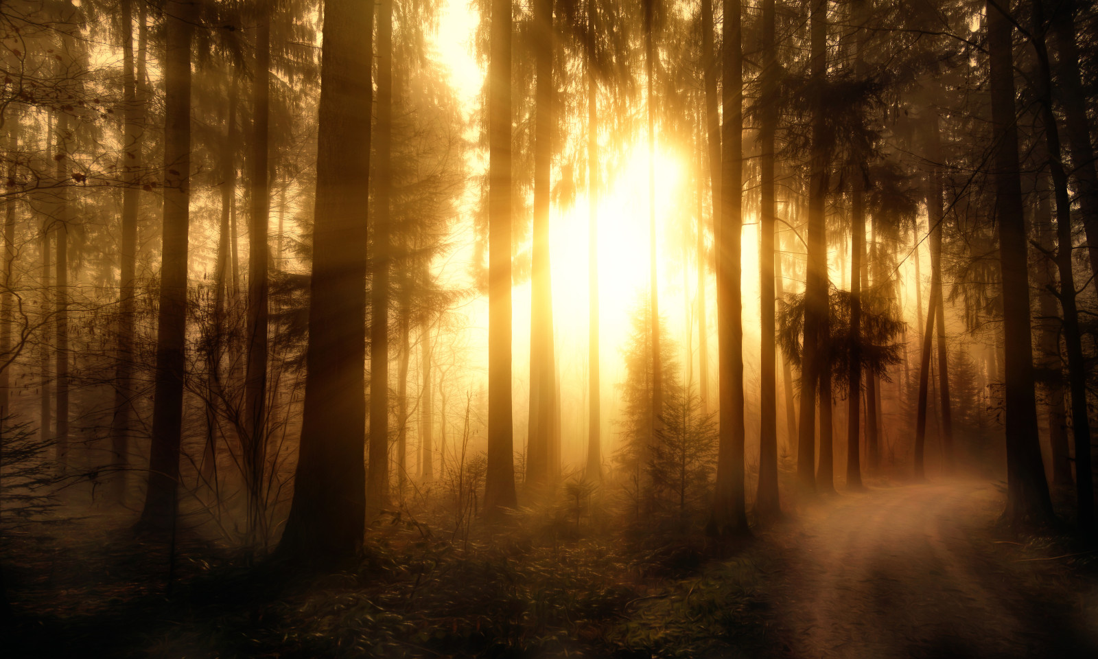 ป่า, การรักษา, Misty Forest-2