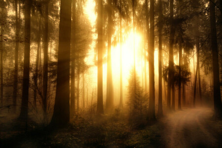 森林, Misty Forest-2, 処理