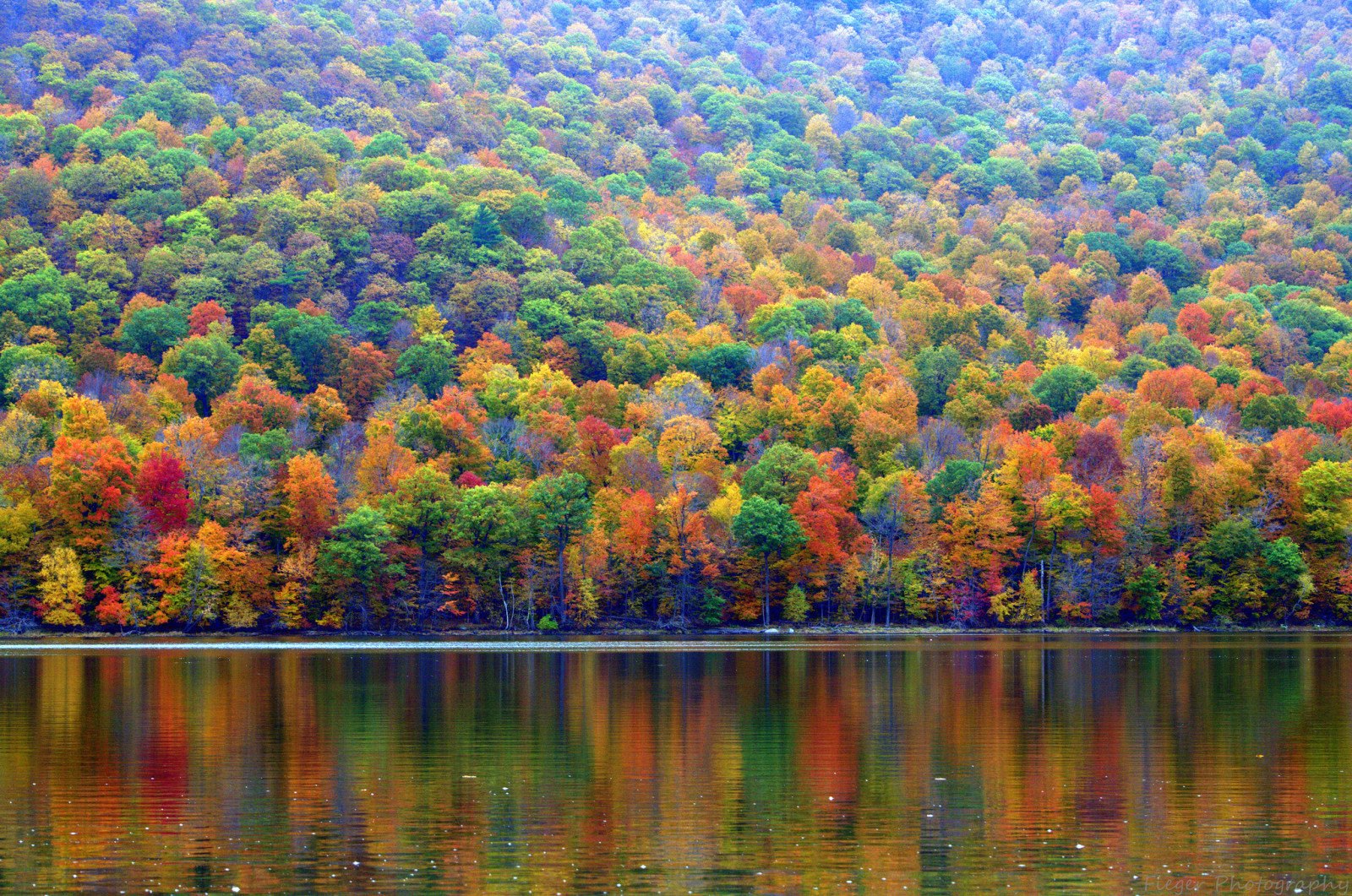 가을, 숲, 호수, 나무, 경사
