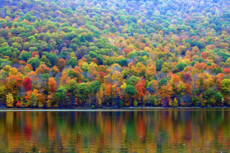 秋, 森林, 湖, スロープ, 木