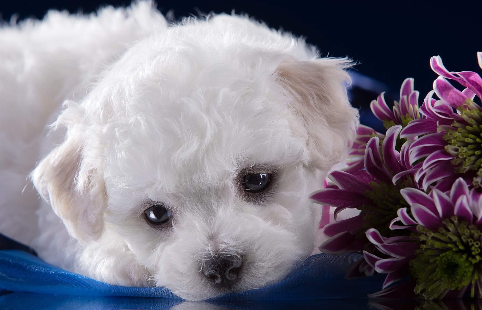 子犬, 白い, 可愛い, 銃口, 菊, ビション・フリーゼ