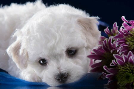 비숑 프리즈, 국화, 귀엽다, 포구, 강아지, 하얀