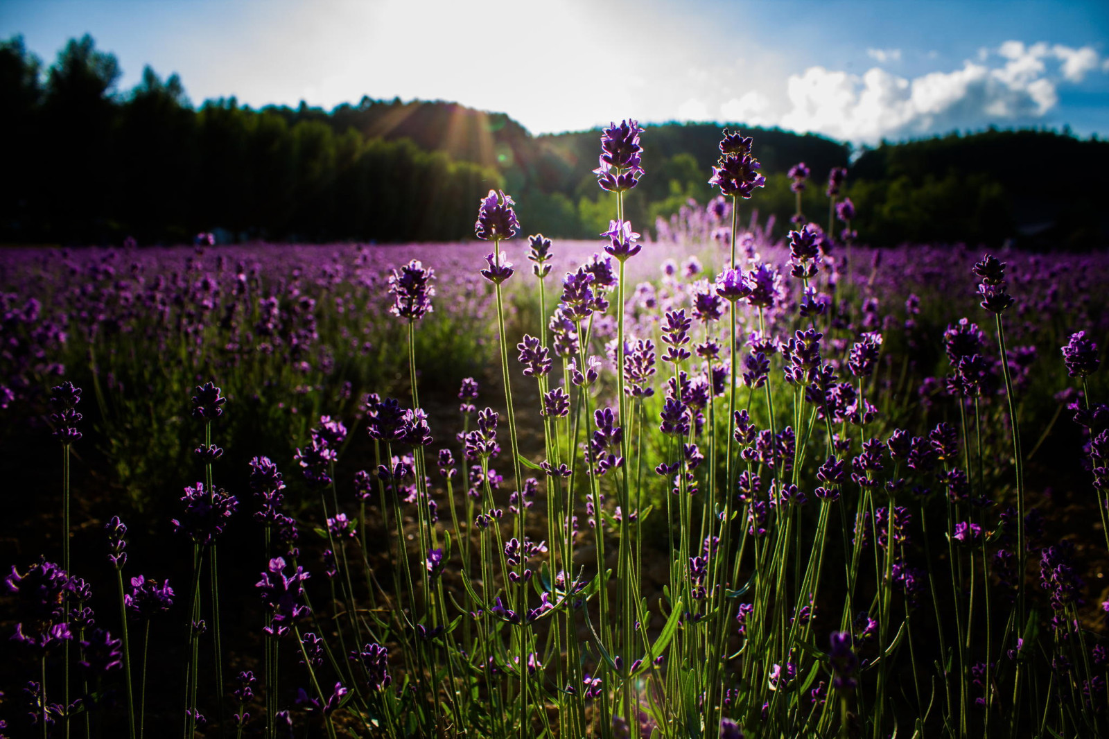 musim panas, bunga-bunga, lavender, matahari