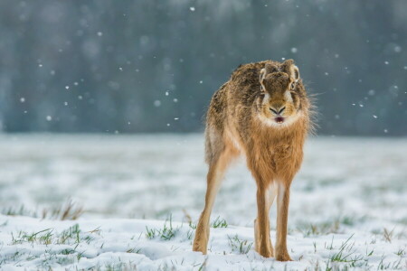 野ウサギ, 雪, 冬