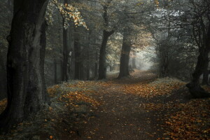 musim gugur, hutan, jalan