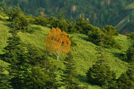 가을, 잔디, 산, 경사, 나무