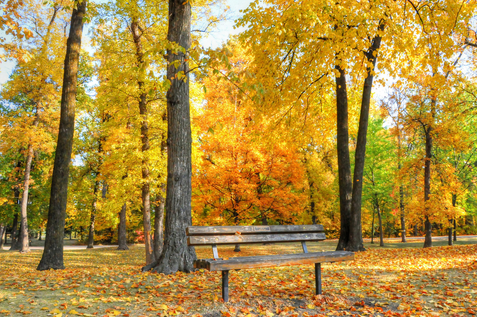 秋季, 公园, 树木, 板凳