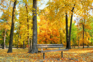 가을, 벤치, 공원, 나무