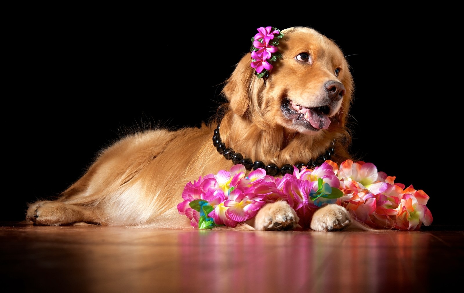 BEAUTY, ดอกไม้, สุนัขจำพวกหนึ่ง