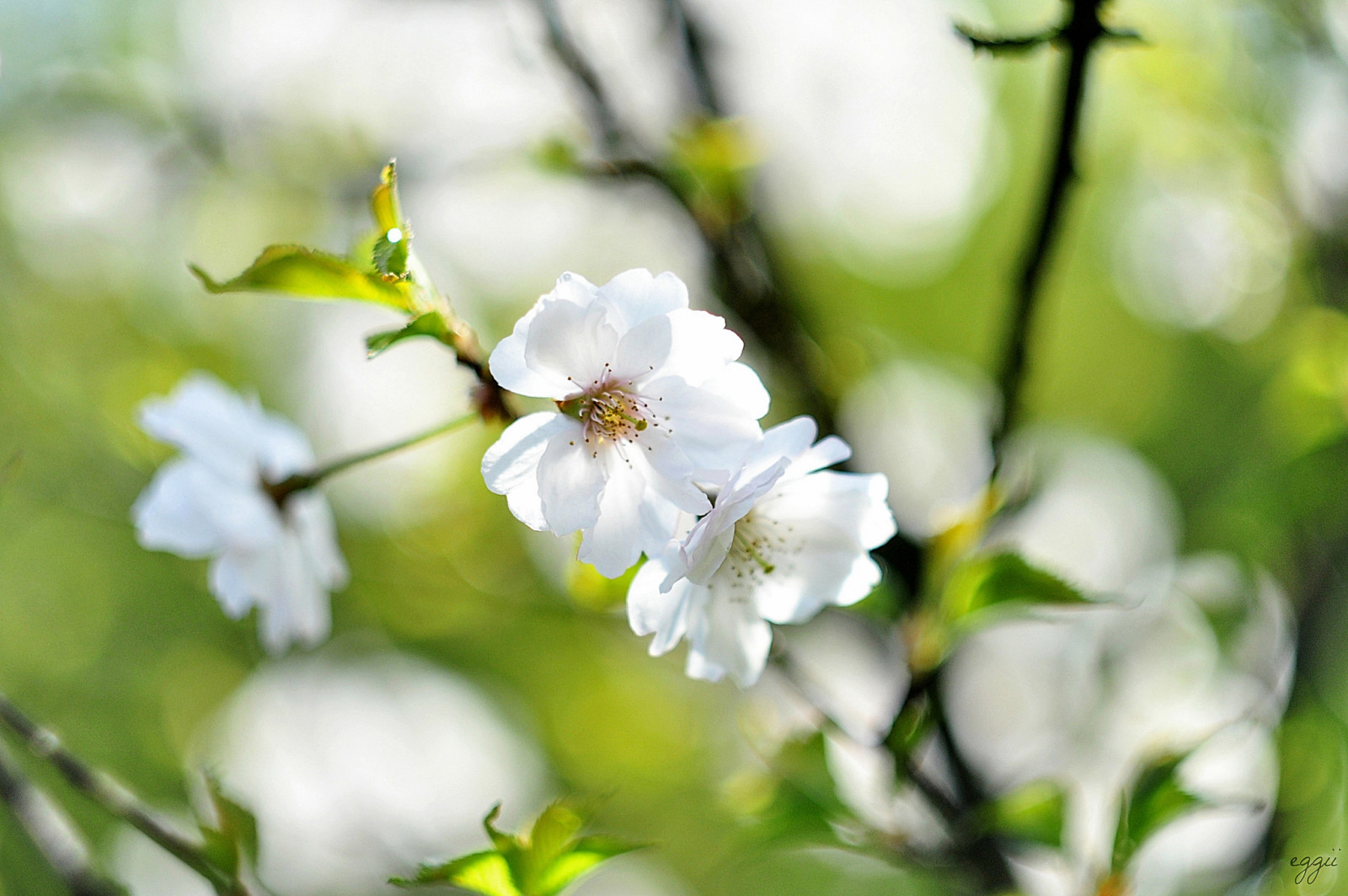 ranting, Latar Belakang, bunga-bunga, musim semi, putih, ceri