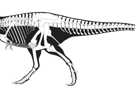 黒, 恐竜, スケルトン, ティラノサウルス, 白い