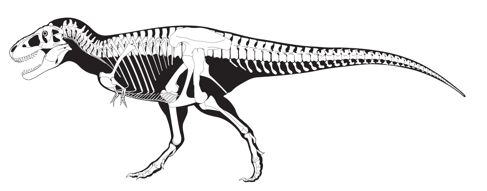 đen, trắng, bộ xương, khủng long, Tyrannosaurus