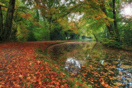 가을, 공원, 강