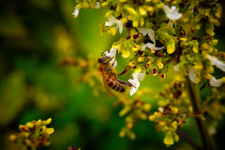 蜂, 集める, 花, 大きい, 蜜