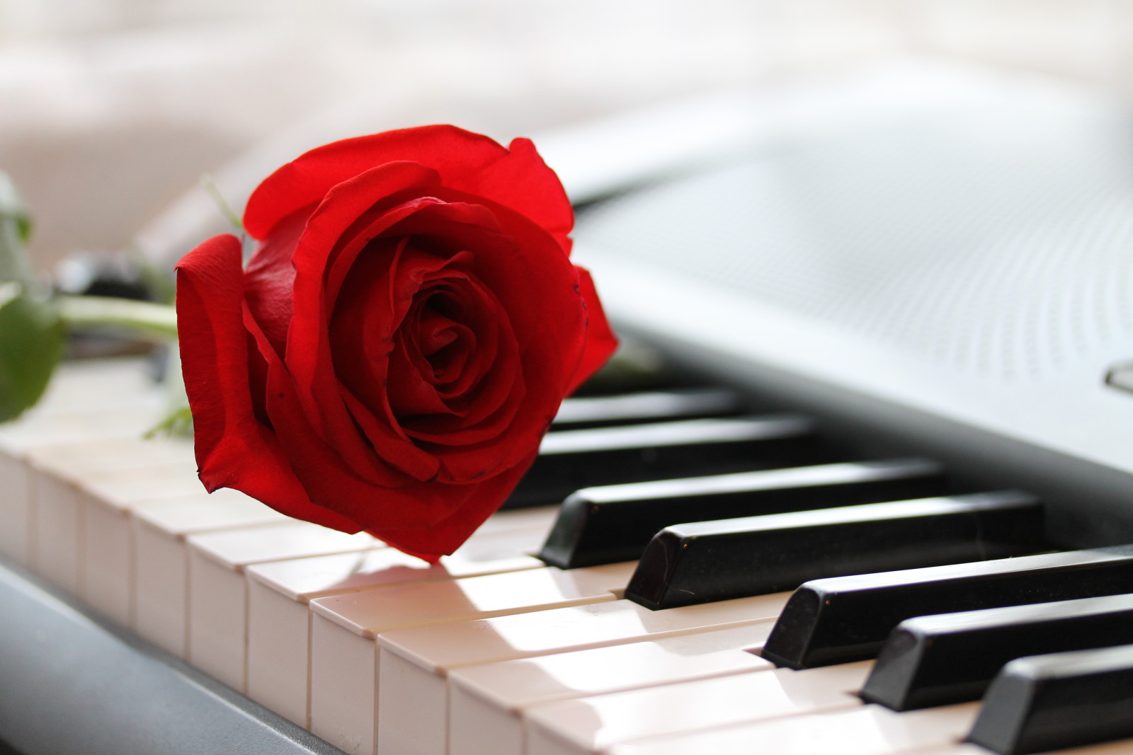 Hoa hồng, Âm nhạc, đàn piano