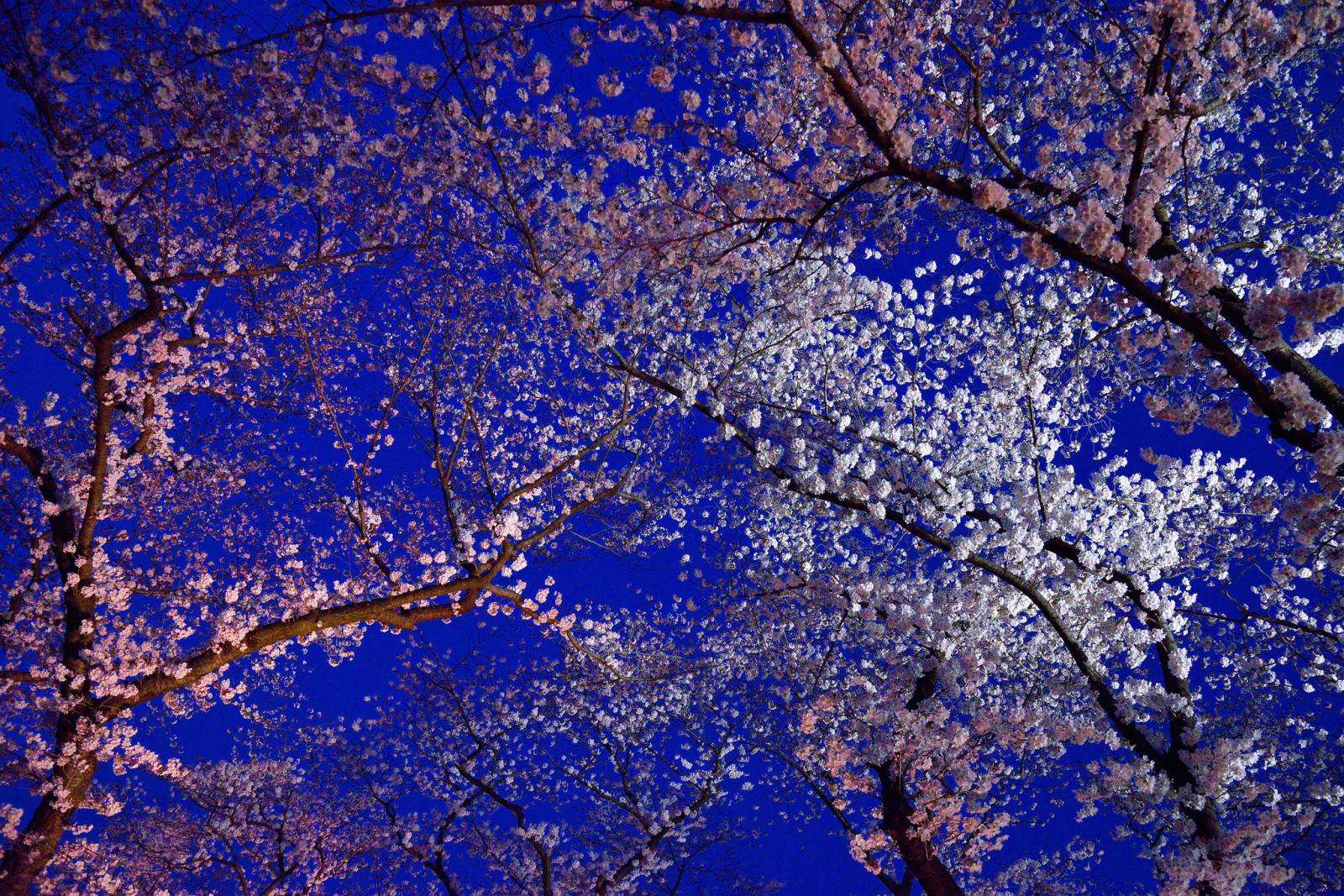 những bông hoa, mùa xuân, Nhật Bản, ra hoa, Hoa anh đào, Kyoto