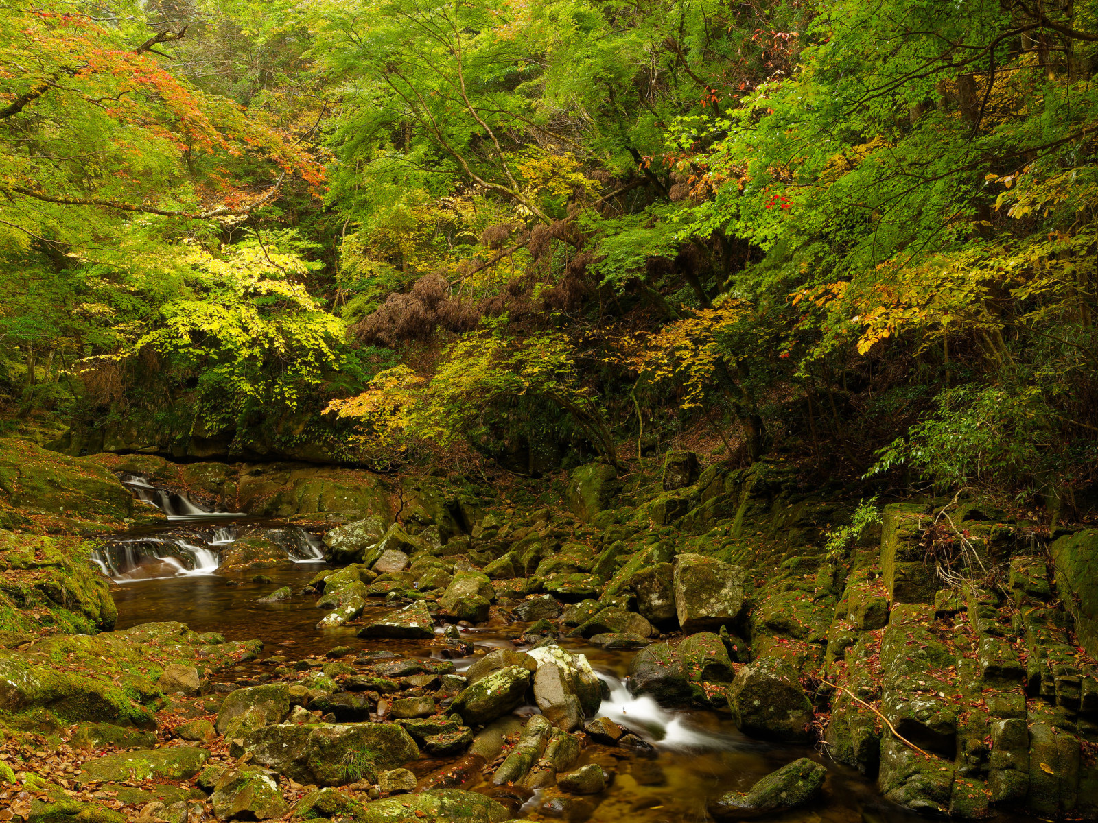 musim gugur, hutan, batu, pohon, aliran, belukar