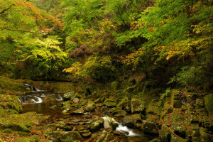 musim gugur, hutan, batu, aliran, belukar, pohon