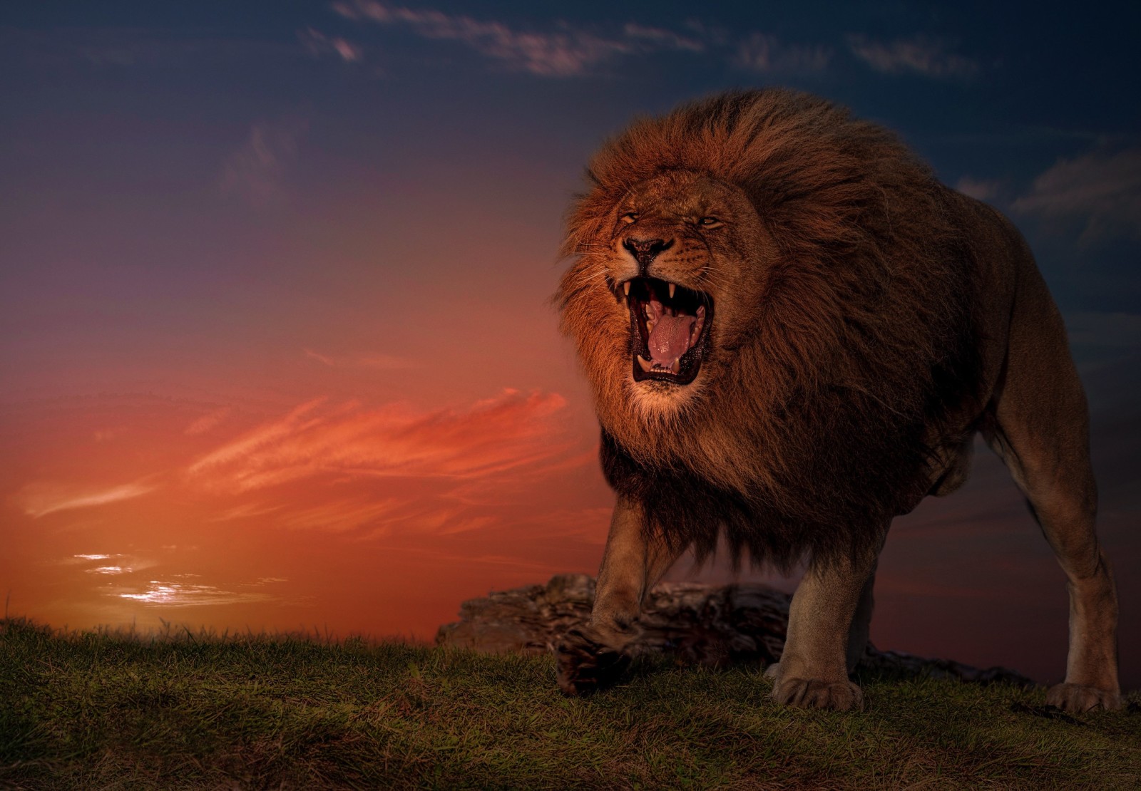 matahari terbenam, kucing garong, Leo, raja binatang buas, agresif