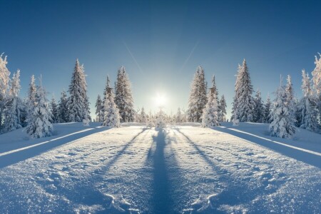森林, 自然, 雪, 雪片, 木, 冬